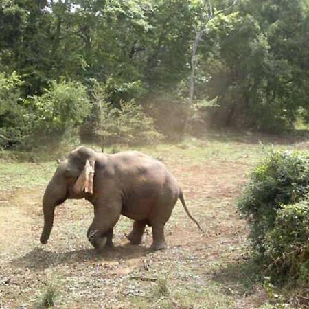 All View Safari Resort Udawalawe Bagian luar foto