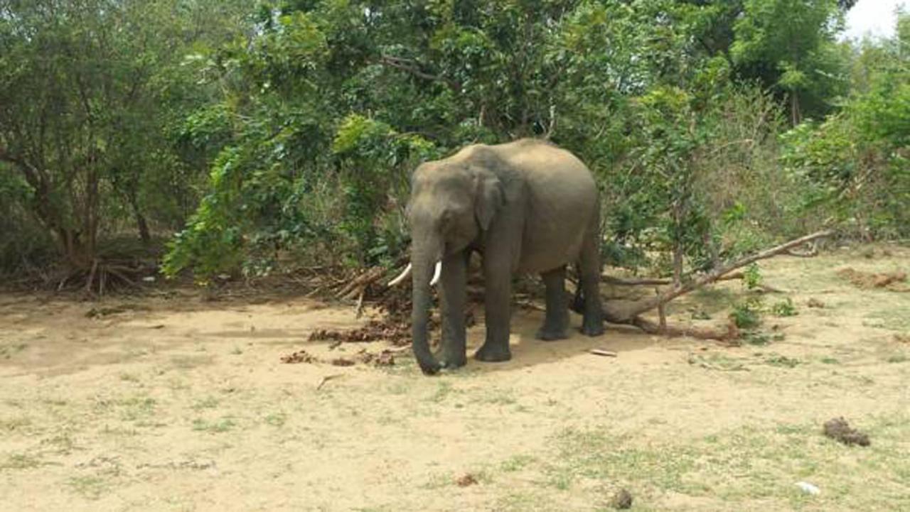 All View Safari Resort Udawalawe Bagian luar foto