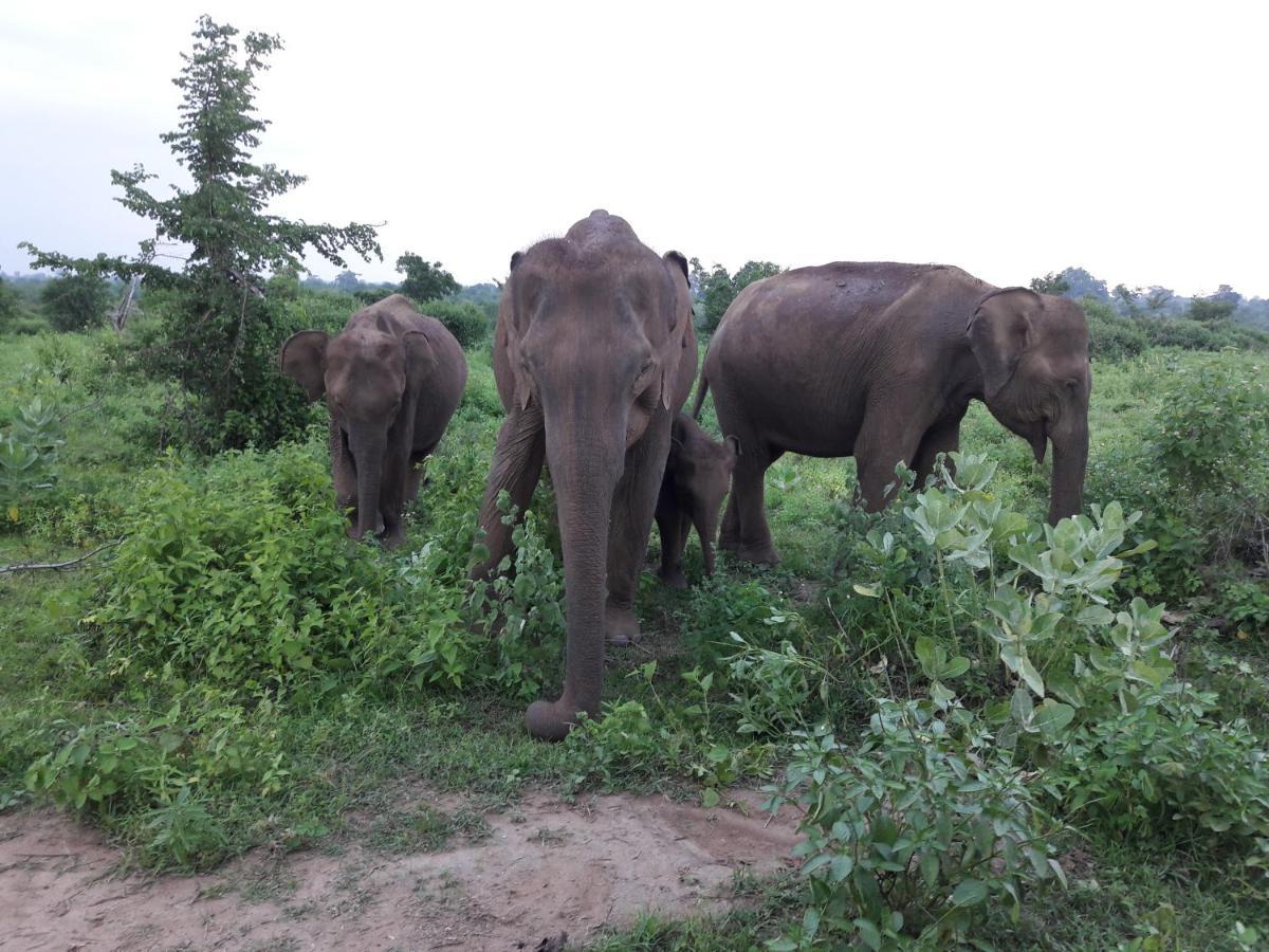 All View Safari Resort Udawalawe Bagian luar foto